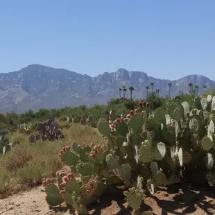Even the hazards are pretty at The Views Golf Club