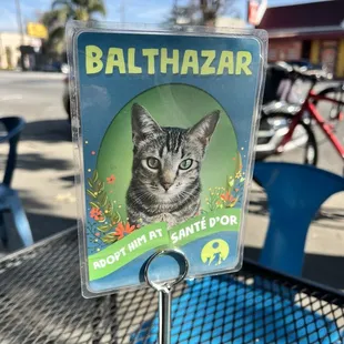 their table cards each feature a cat up for adoption at sante d'or shelter a few doors over.