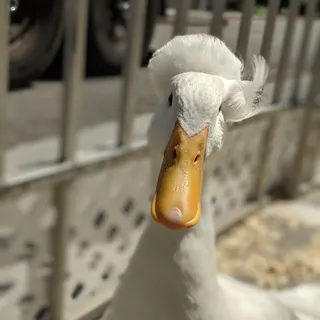 Pipi H.