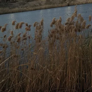 Lot of ducks in this area