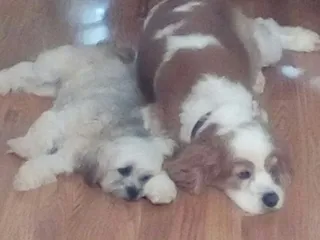 100 Mile Rib & Chop House