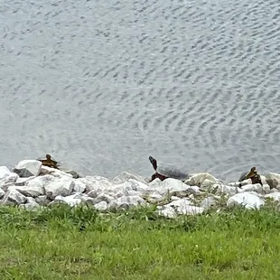 Family of turtles sunbathing
