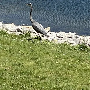 This big bird always comes around