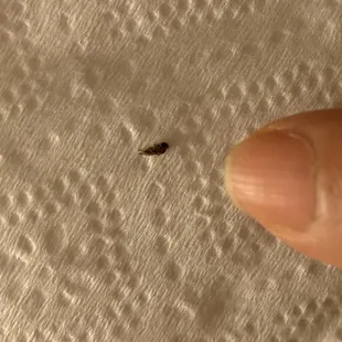 Bug in the Wellness Juice.