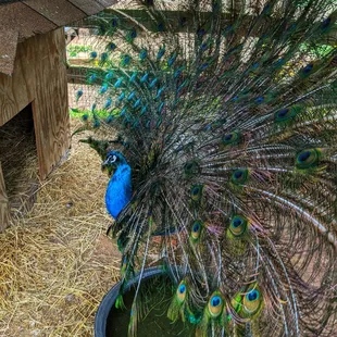 a peacock displaying its feathers