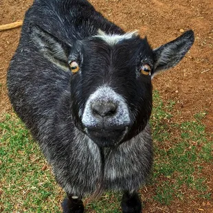 a goat