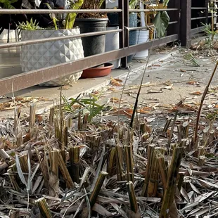 Close up of the bamboo sticking out of the ground
