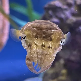 cuttlefish