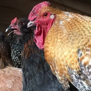 U. K.
