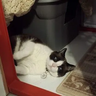 Suki making herself at home