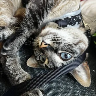 AJ V.