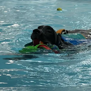 Caught three toys at once!