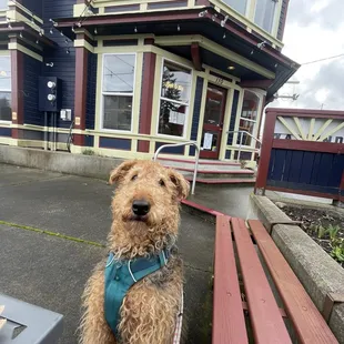 Wayfinder&apos;s goodest customer waiting for his treat