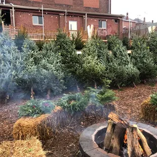 Charity Christmas tree sale on site
