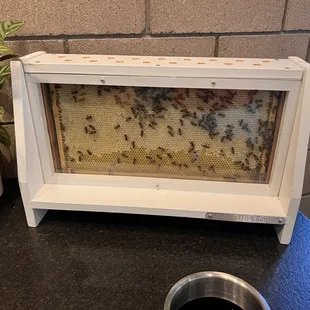 Live bee colony!