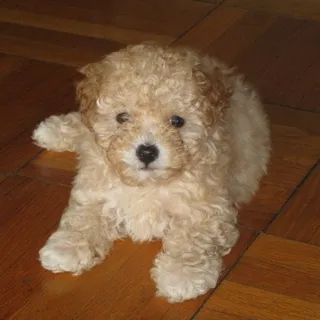 Oscar F.