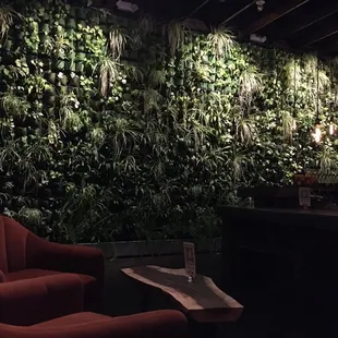 a wall of plants