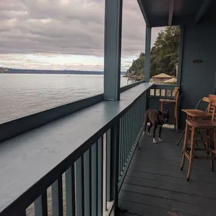 a dog standing on a balcony