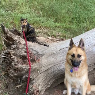 Harley and Rocco taking a break
