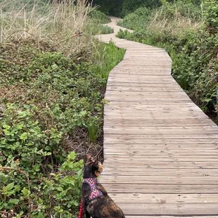 Harley listening to the wild birds and woodpeckers  #harleytheadventurekitty