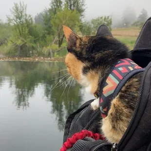 Harley watching the fog roll in over the lake  #harleytheadventurekitty