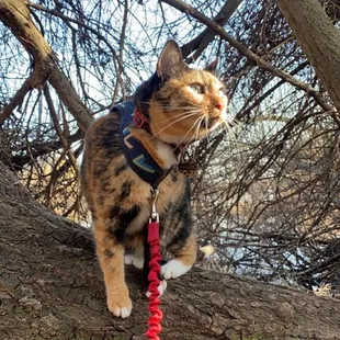 Harley's happy place