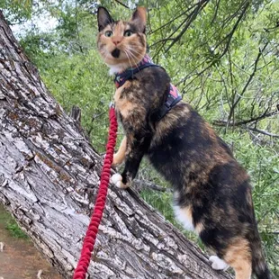 Harley is looking out for forest fairies