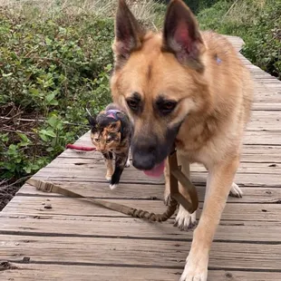 Harley and Rocco looking out for each other  #harkeytheadventurekitty #roccothegermanshepherdrescue