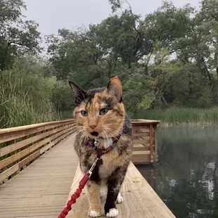 Harley doing the catwalk by the lake  #harleytheadventurekitty