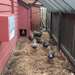 Not everyone has eggs THIS fresh. :)