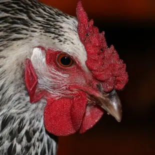 Fresh on site chicken eggs for breakfast
