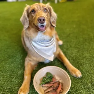 Grilled Steak for pups