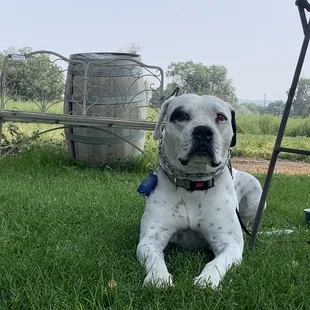 Melville enjoying the cool grass.