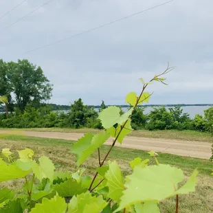 Walk to the lake for beautiful views