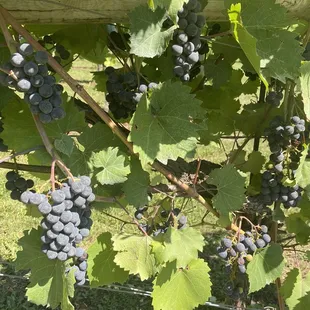 Fresh grapes - might have had one or two!