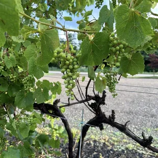 Grapes in parking lot