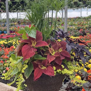 We call these our Weirdo Baskets - We love all the funky shapes and textures.