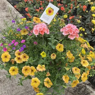 Another Exclusive Combo - The Sandy Basket