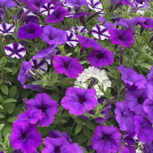 I just LOVE this combination!