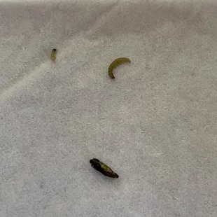 Boiled bug and the larva we found hiding in the broccoli in our war wonton soup.