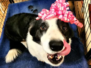 Home Sweet Home Pet Sitting and Dog Walking