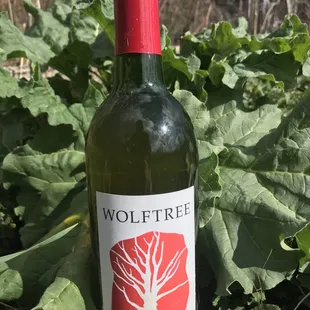 Rhubarb wine semi sweet