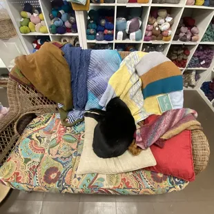 Midnight the shop cat