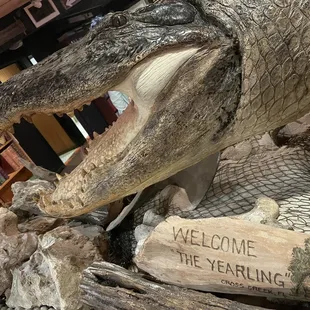 Taxidermied alligator
