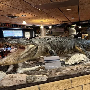 Stuffed alligator.