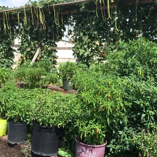 When you see a garden outside a restaurant you know that the food is going to be fresh !