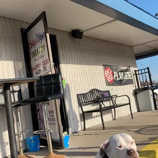 a dog sitting on a bench