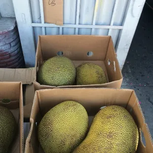 Jackfruit