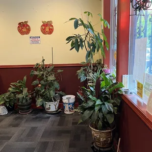 Entryway plants