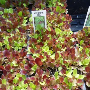 Lettuces just waiting to be planted in your garden.